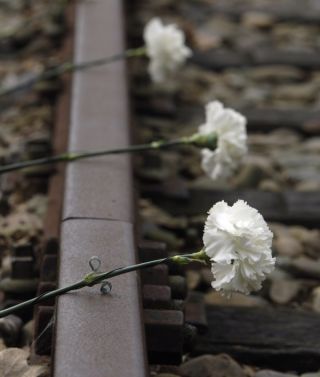 Witte rozen op treinrails